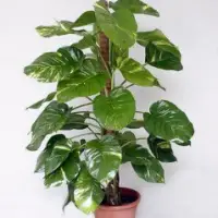 Money Plant