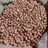 Bold Peanuts