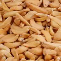 Dehydrated Garlic Clove and flakes