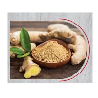 Ginger