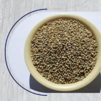 Pearl Millet
