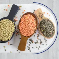 Lentil