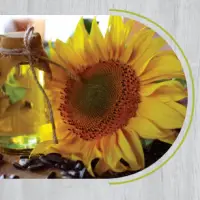 Sunflower Oil