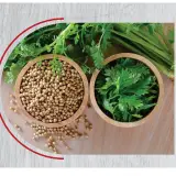 Coriander