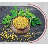 Fenugreek