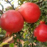 Fresh Red Pomegranate