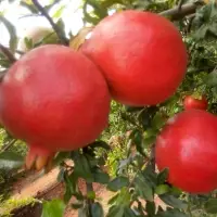 Fresh Red Pomegranate