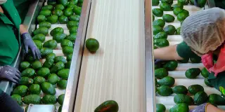 Mexavo Produce Inc. company image 1