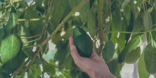 Mexavo Produce Inc. company image 2