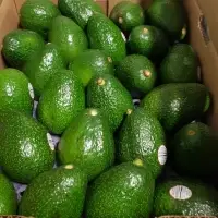 Hass Avocados 