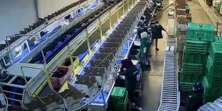 Mexavo Produce Inc. factory image
