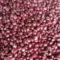 Fresh Onion