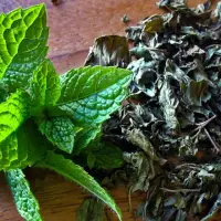 Peppermint