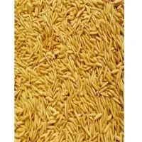 Paddy Rice