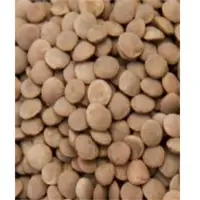 Lentil