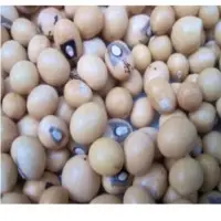 Bambara Beans
