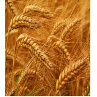 Wheat