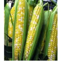 Maize/Corn