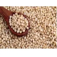 Sorghum