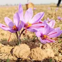 Saffron