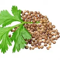 Coriander