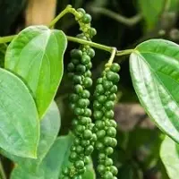 Green Pepper