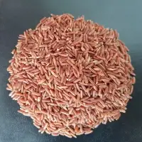 Red Rice