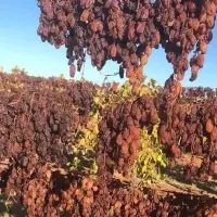 Crimson Australian Dry Grape