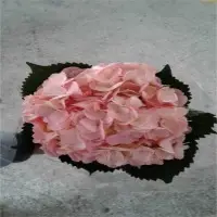 Hydrangea Tinted Light Pink
