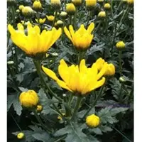 Springalways Cushion Mums