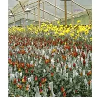 Springalways Crysanthemums