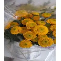 Springalways Spray Pomps