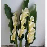 Springalways Callas