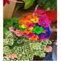 Springalways Tinted Mums