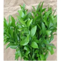 Springalways Ruscus