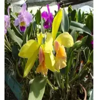 Springalways Colombian Orchids