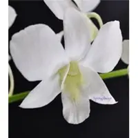 Springalways Dendro Orchids