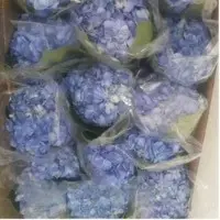 Packing Shocking Blue