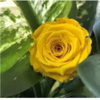 Preserve Roses Petite Size