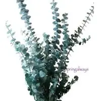 Springalways Eucalyptus