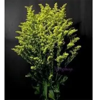 Springalways Solidago