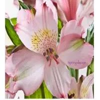 Springalways Alstroemeria