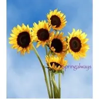 Springalways Sunflowers