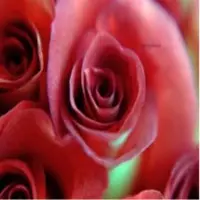 Springalways Roses