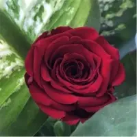 Preserve Roses Jumbo Size