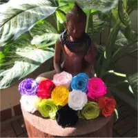 Preserve Roses Rainbow and Bi Color Jumbo