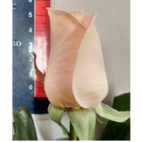 Fresh White Roses
