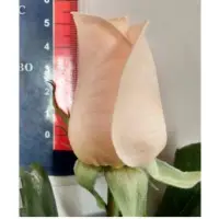Fresh White Roses