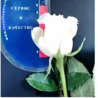 Fresh White Roses