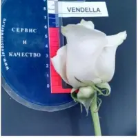 Fresh White Roses